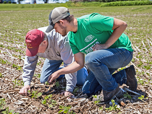 Joe Shirbroun (left) and Amos Troester check seed plant populations. (Progressive Farmer image by DARCY MAULSBY)